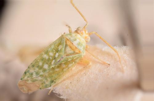 Reuteria riegeri torosensis